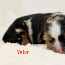 Valor - Blue merle male Miniature Australian Shepherd puppy in Foxworth, Mississippi from Ten Mile Aussies