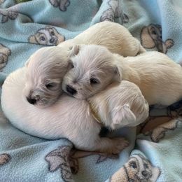 Miniature Schnauzers from Jenny's Schnauzers