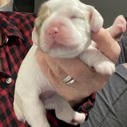 Girlie - Buff and white female Cocker Spaniel puppy in Sewell, New Jersey from Della Luna Cocker Spaniels Puppies