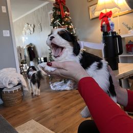 Cavalier King Charles Spaniel Puppies from Southern Valley Cavaliers