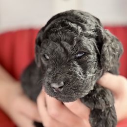Belle - Black female Poodle puppy in Grimsley, Tennessee from Above Standard Poodles