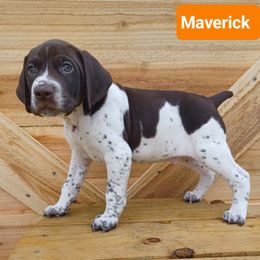 Maverick - Liver and white male German Shorthaired Pointer puppy in Elberta, Alabama from Old Orchard Farm