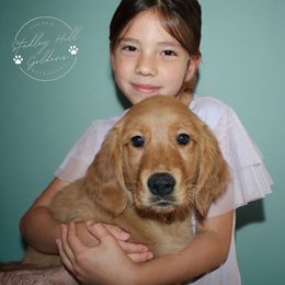 Golden Retriever Puppies from Studley Hill Goldens, LLC.