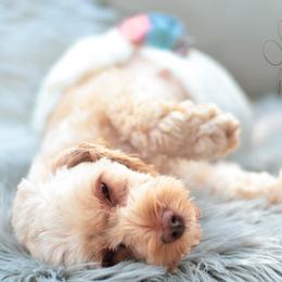 Cockapoo Puppies from Cockapoo~To~You