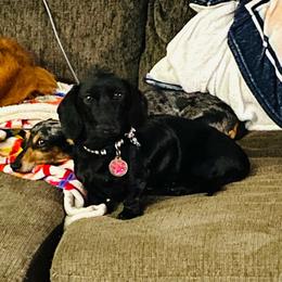Nora - Dachshund