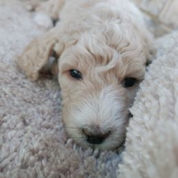 Goldendoodle Puppies from Ninnie's Doodles