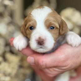 Banana - Parti female Goldendoodle puppy in Yuciapa, California from AlltheDoodlez_