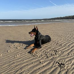 Doberman Pinscher Puppies from Devoted Doberman