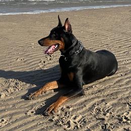 Doberman Pinscher Puppies from Devoted Doberman