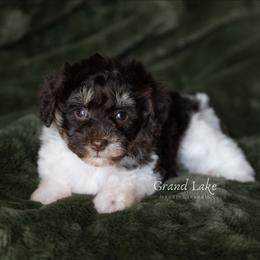 Cinderella - Brown female Schnoodle puppy in Grove, Oklahoma from Grand Lake Poodles & Doodles