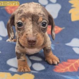 Hazel - Dapple female Dachshund puppy in Maynardville, Tennessee from Grecian Kennel