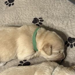 Green collar - Light golden female Golden Retriever puppy in Indianapolis, Indiana from ZuGolden Retrievers & Doodles