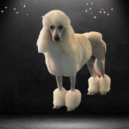 Izzy - Poodle