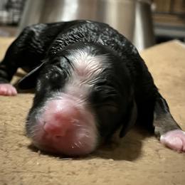 Girl 3 - Tri-color female Bernedoodle puppy in Kansas City, Missouri from Beary GoldenDoodles
