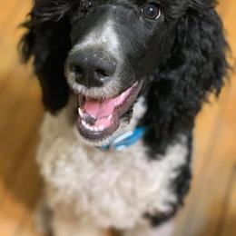 Poodles from Riveroaks