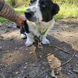 Girl 4 - Black and white female Cardigan Welsh Corgi puppy in Natchitoches. La, Louisiana from Bleu Bayou Corgis