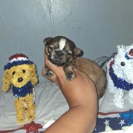 Boy 2 - Black gold and white male Shih Tzu puppy in Birmingham, Alabama from K&D kennels