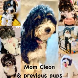 Bernedoodle puppies from Pia’s Doodle Poodle Wag