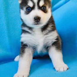 Pomsky Puppies from Pristine Pomskies
