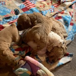 Cockapoo Puppies from Country J Canines