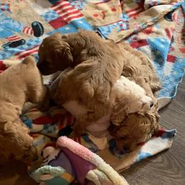 Cockapoo Puppies from Country J Canines