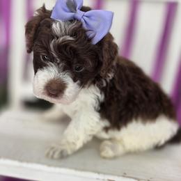 Bunny - Parti female Goldendoodle puppy in Decatur, Tennessee from Diamond's Doodles