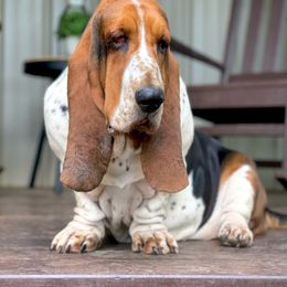 Remi - Basset Hound