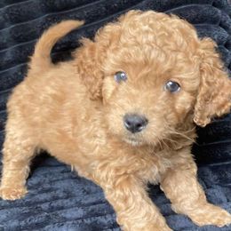 Pugsly - Red male Cavapoo puppy in Lebanon, Kentucky from Mosaic Merle Doodles