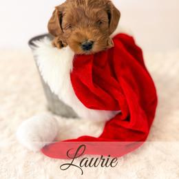 Laurie - Red  male Goldendoodle puppy in Melba, Idaho from KZ Doodles