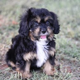 Cavalier King Charles Spaniel and Cavapoo Puppies from Lindsey’s Cavies