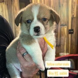 Boy 1 - Sable male Pembroke Welsh Corgi puppy in Greenwood, South Carolina from JOY Farms