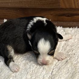 Hopes Female 2 - Black tri female Toy Australian Shepherd puppy in Lame Deer, Montana from Bar M Toy Aussies