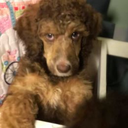 Poodle Puppies from Ashton’s Standards