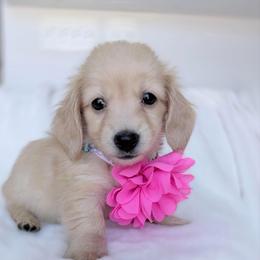 Willow - Cream female Dachshund puppy in Richmond, Virginia from Irresistible Dachshunds & Cavaliers
