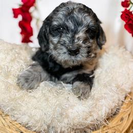 Benny - Merle male Goldendoodle puppy in North Branch, Michigan from Graceful Miniature Goldendoodles