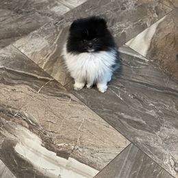 Pomeranian Puppies from Heartlove Poms