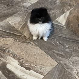 Pomeranian Puppies from Heartlove Poms