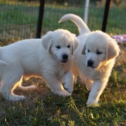Golden Retriever Puppies from Tipsy Tails Ranch