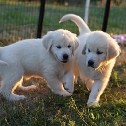 Golden Retriever Puppies from Tipsy Tails Ranch