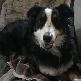 Australian Shepherds from SNB Aussies