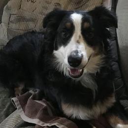 Australian Shepherds from SNB Aussies