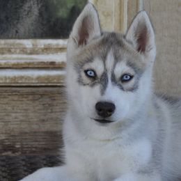 Siberian Huskies from Aasil Siberians