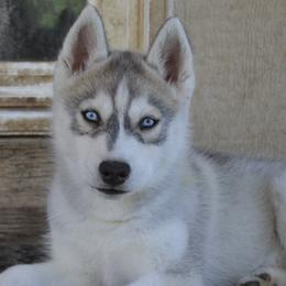 Siberian Huskies from Aasil Siberians