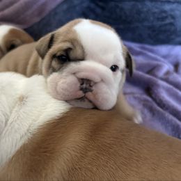 Candy - Fawn female Bulldog puppy in Geraldine, Alabama from Rathbone Bulldogs