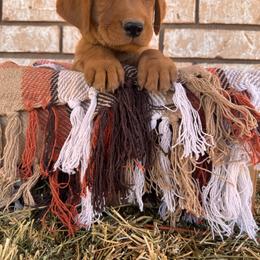 Joker - Yellow male Labrador Retriever puppy in Melrose, New Mexico from ECMO Farm Dalmatians & Labrador Retrievers