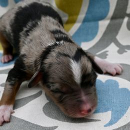 Mr. Talbot - Blue merle male Miniature American Shepherd puppy in Damascus, Oregon from Rebel Soul Minis