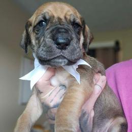 White collar - Fawn female Great Dane puppy in Warren, Ohio from Loyal-Loves Great Danes