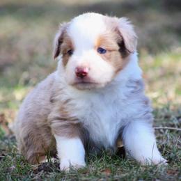 Fritz - Red merle male Miniature Australian Shepherd puppy in Menomonee Falls, Wisconsin from Hunt N Oaks