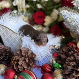 Chocolate and tan male 2 - Chocolate and cream male Dachshund puppy in Wills Point, Texas from East Mini Dachshunds Texas