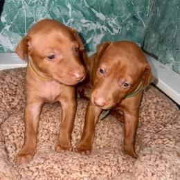 Mako x Reagan - Girl 2 - Chestnut female Pharaoh Hound puppy in Vancouver, Washington from Nefer-Temu Pharaoh Hounds